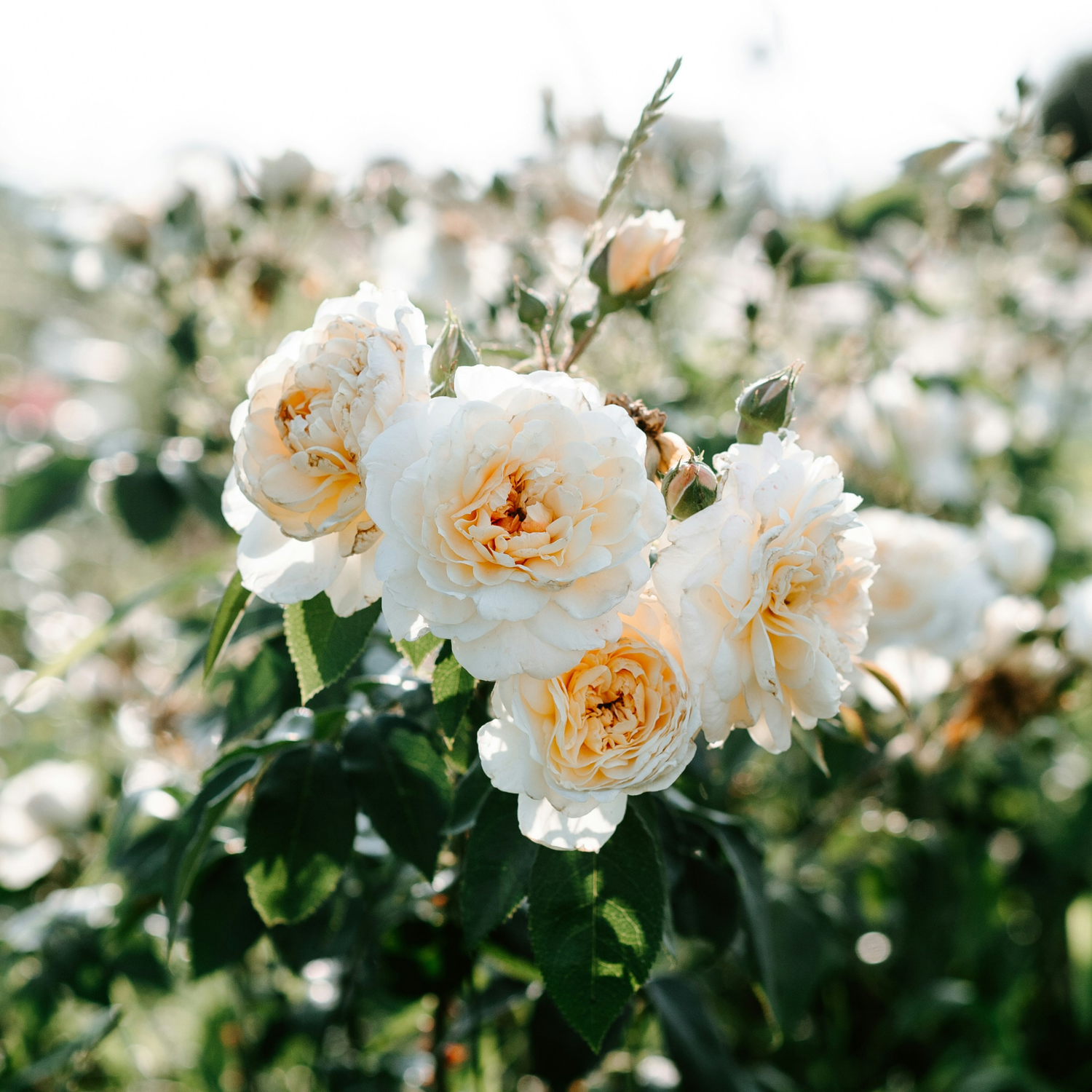 Fleurs blanches